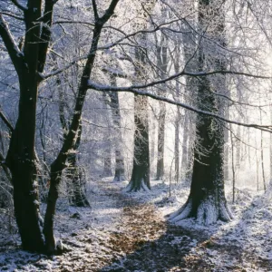 SNOW - in Woodland