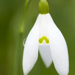 Snowdrop - close-up macro image of a single flower - Wiltshire - England - UK Snowdrop - close-up macro image of a single flower - Wiltshire - England - UK