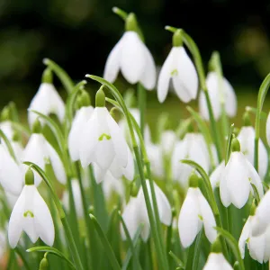 Snowdrop - clump of flowers - Wiltshire - England - UK