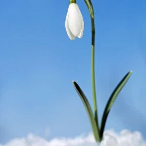 Snowdrop Flower Single, in snow
