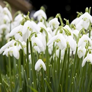 Snowdrops - clump of flowers growing on a bank in a churchyard. Wiltshire, England