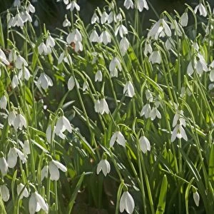 Snowdrops - growing wild in woodland - Essex - UK PL002130