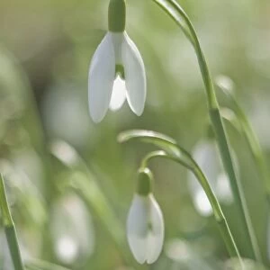 Snowdrops - growing wild in woodland - Essex - UK PL002136
