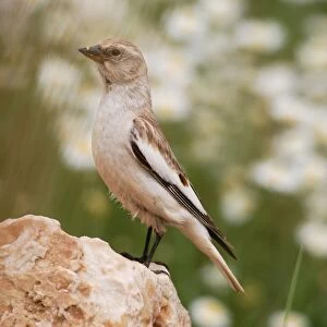 Snowfinch - adult female, May. Southern Turkey