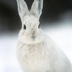 Snowshoe Hare / Varying Hare - in snow