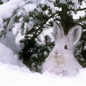 Snowshoe Hare / Varying Hare - in winter snow - British Columbia
