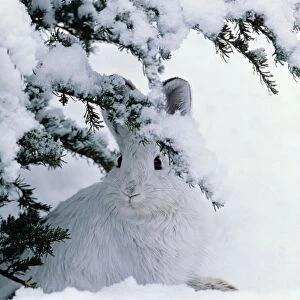 Snowshoe or Varying Hare - winter MH108