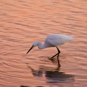 Snowy Egret - feeding in lagoon at sunset, California Snowy Egret - feeding in lagoon at sunset, California