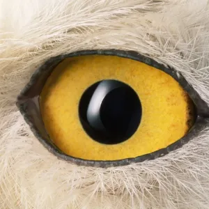 Snowy Owl - close-up of eye Snowy Owl - close-up of eye