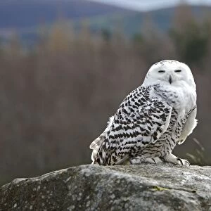 Snowy Owl - resting on rock