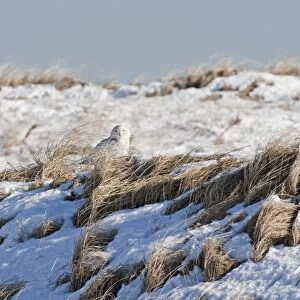 Snowy Owl - in snow on Salsbury Beach - MA - USA - January