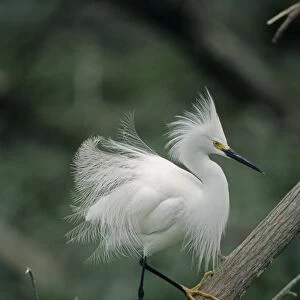 Snoy Egret - In tree - Louisiana - Common in marshes-ponds-mangrove swamps and occasionally found in dry fields - Moves briskly in water stirring up prey with their feet-stabbing repeatedly to catch it - Once hunted extensively for its plumes - Now