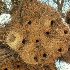 Sociable Weaver - nest