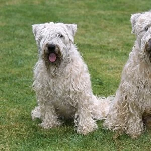Soft Coated Wheaten Terrier - two sitting