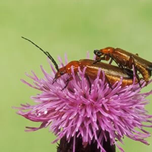 Soldier Beetle Mating pair on thistle, UK