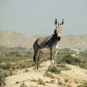 Somalian Wild Ass - Israel