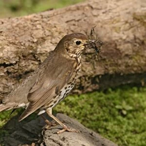 Song thrush – gathering mud and nest material Bedfordshire UK