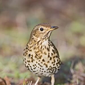 Song thrush - on grass front view West Wales UK 005390