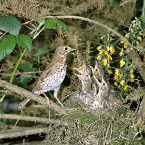 Song Thrush - at nest with young West Sussex, UK