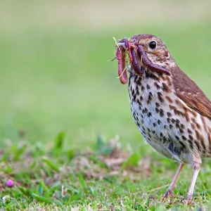 Song Thrush - with worms in mouth