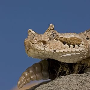 Sonoran Desert Sidewinder / Horned Rattlesnake - Arizona - USA - Distribution: southwestern United States and northwestern Mexico