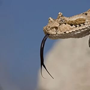 Sonoran Desert Sidewinder / Horned Rattlesnake - with tongue out - Arizona - USA - Distribution: southwestern United States and northwestern Mexico