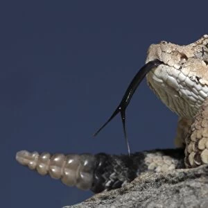 Sonoran Desert Sidewinder / Horned Rattlesnake - Arizona USA