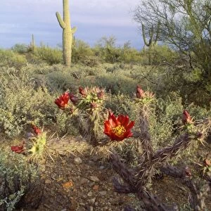 Sonoran Desert - Staghorn Cholla & Saruaro Cactus Arizona, USA