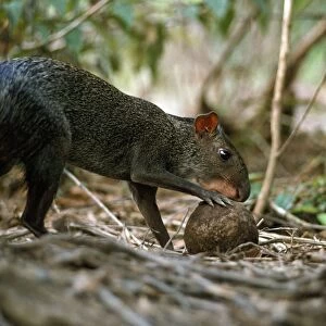 Sooty Agouti - opening Brazil Nut - seed dispersal - Brazil - South America