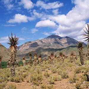 South Africa - Karoo (Aloe ferox) is used for medicinal purposes including including skin lotions