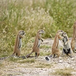 South African Ground Squirrel - group standing upright close to burrow - Kalahari - Botswana