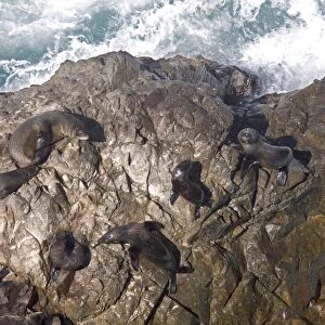 South American Fur Seal - resting on rocks
