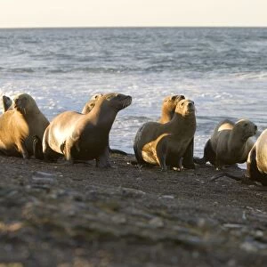 South American Sealion - Group of adult female sealions walking on the beach rather than swimming along the shore to cross an area where killer whales wait to capture sealion pups