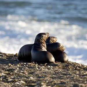 South American Sealion - pups on a beach at Punta Norte, Valdes Peninsula, Patagonia, Argentina. While swimming along the shore, they have been chased by Killer whales and managed to escape. Shocked and afraid they huddle together on the beach