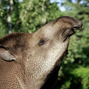 South American Tapir