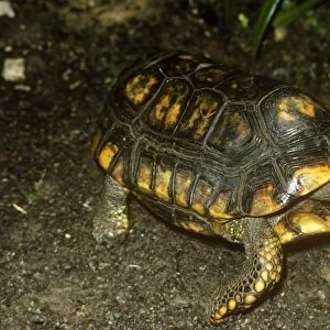South American Yellow-footed Tortoise / Morocoy Tortoise Trinidad