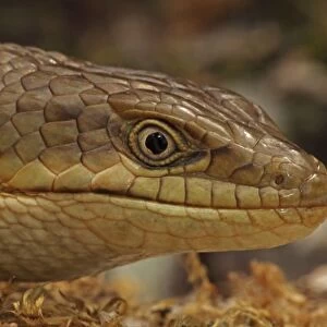 Southern Alligator Lizard - close-up of head - Oregon - USA - Native to the pacific coast of North America