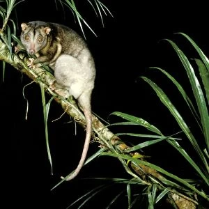 Southern Common Cuscus - On tree branch, North Queensland, Australia JPF02795