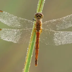 Southern Darter Dragonfly ME 999 Sympetrum meridionale © Johan De Meester / ardea. com Southern Darter Dragonfly ME 999 Sympetrum meridionale © Johan De Meester / ardea. com