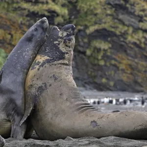 Southern Elephant Seal - combat between two males - Saint Andrew - South Georgia