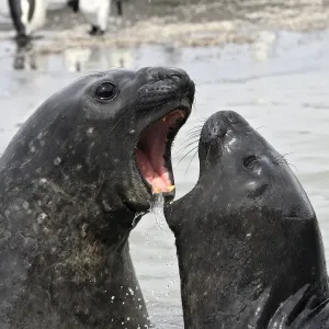 Southern Elephant Seal - combat between two males - Saint Andrew - South Georgia Southern Elephant Seal - combat between two males - Saint Andrew - South Georgia