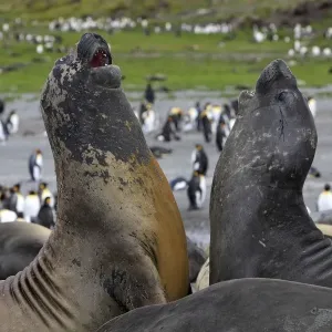 Southern Elephant Seal - combat between two males - Saint Andrew - South Georgia