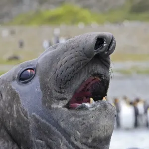 Southern Elephant Seal - with King Penguins (Aptenodytes patagonicus) in background - Saint Andrew - South Georgia Southern Elephant Seal - with King Penguins (Aptenodytes patagonicus) in background - Saint Andrew - South Georgia
