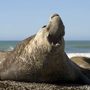 Southern Elephant Seal - Male Valdes Peninsula, Patagonia, Argentina