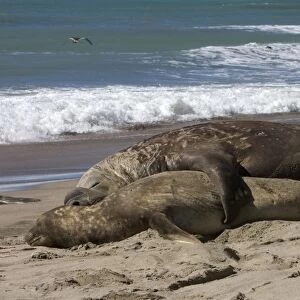 Southern Elephant Seal - mating Valdes Peninsula, Chubut Province, Patagonia, Argentina