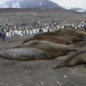 Southern Elephant Seal - Penguin colony in the background - Saint Andrew - South Georgia