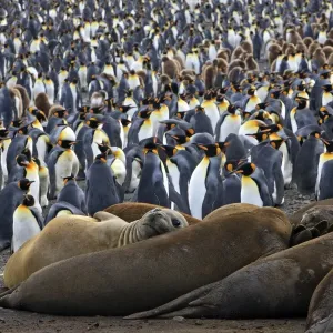 Southern Elephant Seal - and Penguin colony - Saint Andrew - South Georgia Southern Elephant Seal - and Penguin colony - Saint Andrew - South Georgia