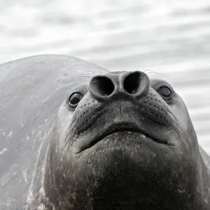 Southern Elephant Seal - Saint Andrew - South Georgia Southern Elephant Seal - Saint Andrew - South Georgia