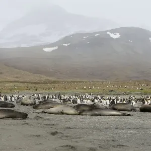 Southern Elephant Seal - Saint Andrew - South Georgia