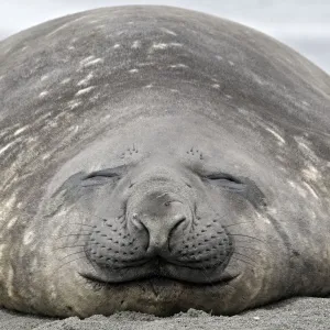 Southern Elephant Seal - Salisbury plains - South Georgia